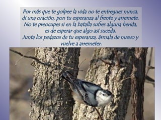 P or más que te golpee la vida no te entregues nunca,  di una oración, pon tu esperanza al frente y arremete .   N o te preocupes si en la batalla sufres alguna herida,  es de esperar que algo así suceda.  Junta los pedazos de tu esperanza, ármala de nuevo y  vuelve a arremeter. 