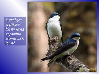 ¿Qué hace el pájaro? ¿Se lamenta,  se paraliza,  abandona la tarea?  