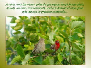 A veces -muchas veces- antes de que nazcan los pichones algún animal, un niño, una tormenta, vuelve a destruir el nido, pero esta vez con su precioso contenido... 