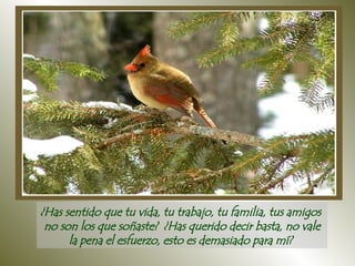 ¿Has sentido que tu vida, tu trabajo, tu familia, tus amigos  no son los que soñaste?  ¿Has querido decir basta, no vale la pena el esfuerzo, esto es demasiado para mí?  