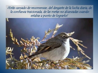 ¿Estás cansado de recomenzar, del desgaste de la lucha diaria, de la confianza traicionada, de las metas no alcanzadas cuando estabas a punto de lograrlo?  