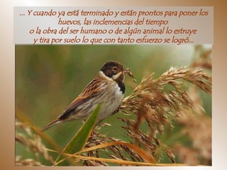 ... Y cuando ya está terminado y están prontos para poner los huevos, las inclemencias del tiempo  o la obra del ser humano o de algún animal lo estruye  y tira por suelo lo que con tanto esfuerzo se logró... 