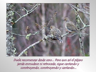 Duele recomenzar desde cero... Pero aun así el pájaro  jamás enmudece ni retrocede, sigue cantando y  construyendo, construyendo y cantando... 