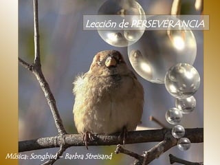 Lección de PERSEVERANCIA   Música: Songbird – Barbra Streisand  