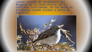 ¿Estás cansado de recomenzar, del
desgaste de la lucha diaria, de la
confianza traicionada, de las metas no
alcanzadas cuando estabas a punto de
lograrlo?
 