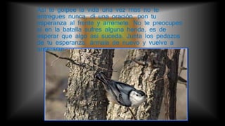 Así te golpee la vida una vez más no te
entregues nunca, di una oración, pon tu
esperanza al frente y arremete. No te preocupes
si en la batalla sufres alguna herida, es de
esperar que algo así suceda. Junta los pedazos
de tu esperanza, ármala de nuevo y vuelve a
arremeter.
 