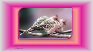 Están días haciendo su nido, recogiendo materiales a veces traídos desde largas
distancias…
 