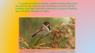 … Y cuando ya está terminado y están prontos para poner
los huevos, las inclemencias del tiempo o la obra del ser
humano o de algún animal lo destruye y tira por el suelo lo
que con tanto esfuerzo se logró…
 