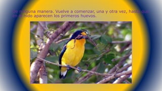 De ninguna manera. Vuelve a comenzar, una y otra vez, hasta que
en el nido aparecen los primeros huevos.
 