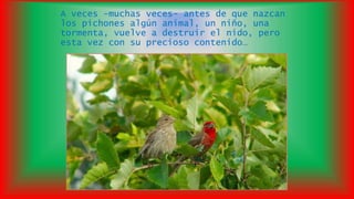 A veces -muchas veces- antes de que nazcan
los pichones algún animal, un niño, una
tormenta, vuelve a destruir el nido, pero
esta vez con su precioso contenido…
 