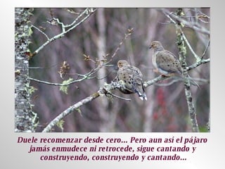Duele recomenzar desde cero... Pero aun así el pájaro  jamás enmudece ni retrocede, sigue cantando y  construyendo, construyendo y cantando... 
