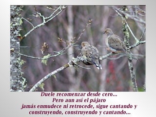 Duele recomenzar desde cero...  Pero aun así el pájaro  jamás enmudece ni retrocede, sigue cantando y  construyendo, construyendo y cantando... 