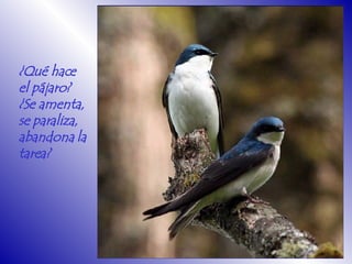 ¿Qué hace el pájaro? ¿Se amenta,  se paraliza,  abandona la tarea?  