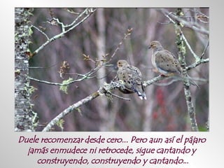 Duele recomenzar desde cero... Pero aun así el pájaro  jamás enmudece ni retrocede, sigue cantando y  construyendo, construyendo y cantando... 