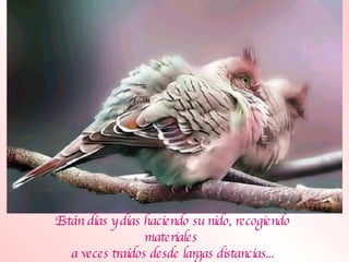 Están días y días haciendo su nido, recogiendo materiales  a veces traídos desde largas distancias... 