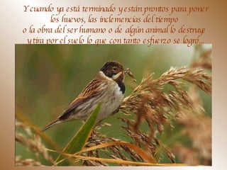 Y cuando ya está terminado y están prontos para poner  los huevos, las inclemencias del tiempo  o la obra del ser humano o de algún animal lo destruye  y tira por el suelo lo que con tanto esfuerzo se logró... 