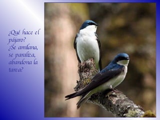 ¿Qué hace el pájaro? ¿Se amilana,  se paraliza,  abandona la tarea?   