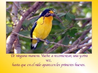 De ninguna manera. Vuelve a recomenzar, una y otra vez,  hasta que en el nido aparecen los primeros huevos.  