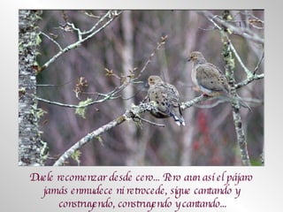 Duele recomenzar desde cero... Pero aun así el pájaro  jamás enmudece ni retrocede, sigue cantando y  construyendo, construyendo y cantando... 
