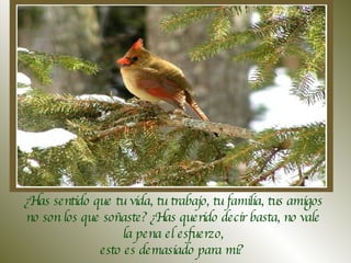 ¿Has sentido que tu vida, tu trabajo, tu familia, tus amigos no son los que soñaste? ¿Has querido decir basta, no vale la pena el esfuerzo, esto es demasiado para mí?  
