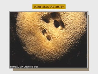 PORIFERAN DIVERSITY
 