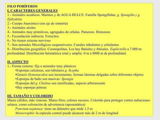 FILO PORÍFEROS
I. CARACTERES GENERALES
1.- Animales acuáticos. Marinos y de AGUA DULCE: Familla Spongillidae, g. Spongilla y g.
Ephydatia
2.- Cuerpo Anaxónico (sin eje de simetría)
3.- Animales sésiles
4.- Animales muy primitivos, agregados de células. Parazoos. Histozoos
5.- Fecundación indirecta. Forocitos
6.- No tienen sistema nervioso
7.- Son animales Microfágicos suspensívoros. Canales inhalantes y exhalantes
8.- Distribución geográfica. Cosmopolitas. Los hay Batiales y Abisales. Euplectella a 7.000 m
profundidad. Distribución batimétrica total y amplia: 0 m a 8000 m de profundidad.
II. ASPECTO
1.- Forma externa: fija o animales muy plásticos
•Esponjas calcáreas, son tubulares g. Scypha
•Genero Hymenacidon son incrustantes, forman láminas delgadas sobre diferentes objetos
•Esponjas de baño son masivas: Spongia
•Esponjas del g. Chalina son ramificadas, aspecto arborescente
•Hay esponjas pétreas
III. TAMAÑO Y COLORIDO
Mares cálidos, más vistosas. Mares fríos, colores oscuros. Colorido para proteger contra radiaciones
solares, como coloración de advertencia (aposemática)
Poterium neptunea: tiene un diámetro que mide 1,5 m
Monorraphis: la espícula central puede alcanzar más de 2 m de longitud
 