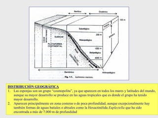 DISTRIBUCIÓN GEOGRÁFICA
1. Las esponjas son un grupo “cosmopolita”, ya que aparecen en todos los mares y latitudes del mundo,
aunque su mayor desarrollo se produce en las aguas tropicales que es donde el grupo ha tenido
mayor desarrollo.
2. Aparecen principalmente en zona costeras o de poca profundidad, aunque excepcionalmente hay
también formas de aguas batiales o abisales como la Hexactinélida Euplectella que ha sido
encontrada a más de 7.000 m de profundidad
 