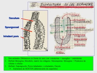 Spongocoel
Osculum
Inhalant pore
1. Son animales Diblásticos en forma de saco con: ectodermo + mesoglea + endodermo
2. Definir Mesoglea, Mesohilo, matriz de colágeno. Mesenquima: Mesoglea + Prodcutos de
células o células
3. Definir: Espongocele, Poros inhalantes y exhalantes, Osculo
 Estructura de SOSTEN (diferenciarla de esqueleto)
 