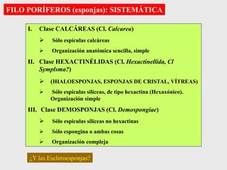 FILO PORÍFEROS (esponjas): SISTEMÁTICA
I. Clase CALCÁREAS (Cl. Calcarea)
 Sólo espículas calcáreas
 Organización anatómica sencilla, simple
II. Clase HEXACTINÉLIDAS (Cl. Hexactinellida, Cl
Symplsma?)
 (HIALOESPONJAS, ESPONJAS DE CRISTAL, VÍTREAS)
 Sólo espículas silíceas, de tipo hexactina (Hexaxónico).
Organización simple
III. Clase DEMOSPONJAS (Cl. Demospongiae)
 Sólo espículas silíceas no hexactinas
 Sólo espongina o ambas cosas
 Organización compleja
¿Y las Escleroesponjas?
 