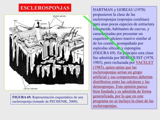 FIGURA 69. Representación esquemática de una
esclerosponja (tomado de PECHENIK, 2000).
HARTMAN y GOREAU (1970)
propusieron la clase de las
esclerosponjas (esponjas coralinas)
para unas pocas especies de estructura
leuconoide, habitantes de cuevas, y
caracterizadas por presentar un
esqueleto calcáreo masivo similar al
de los corales, acompañado por
espículas silíceas y espongina
(FIGURA 69). En principio esta clase
fue admitida por BERGQUIST (1978,
1985), pero rechazada por VACELET
(1985), quien opina que las
esclerosponjas serían un grupo
artificial y sus componentes deberían
distribuirse entre las calcáreas y las
demosponjas. Esta opinión parece
bien fundada y es admitida de forma
generalizada, por lo que en este
programa no se incluye la clase de las
esclerosponjas.
ESCLEROSPONJAS
 