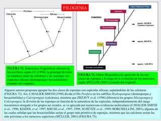 FIGURA 73. Orden filogenético de aparición de las tres
clases de esponjas a lo largo de la evolución de los metazoos,
según MÜLLER (2001) (tomado del original).
FIGURA 72. Relaciones filogenéticas internas de
los poríferos según AX (1996); la principal división
se establece entre las calcáreas y las esponjas con
espículas silíceas (demosponjas+hexactinélidas)
(tomado del original).
Algunos autores proponen agrupar las dos clases de esponjas con espículas silíceas, separándolas de las calcáreas
(FIGURA 72). Así, CAVALIER-SMITH (1998) divide el filo Porifera en los subfilos Hyalospongiae (demosponjas y
hexactinélidas) y Calcispongiae (calcáreas), mientras que ZRZAVÝ et al. (1998) diferencia los grupos Silicispongea y
Calcispongea; la división de las esponjas en función de la naturaleza de las espículas, independientemente del rango
taxonómico otorgado a los grupos así creados, se ve apoyada por numerosas evidencias moleculares (CAVALIER-SMITH
et al., 1996; KOZIOL et al. 1997; KRUSE et al., 1997, 1998; SCHÜTZE et al., 1999; BORCHIELLINI, 2001), algunas de
las cuales señalan que las hexactinélidas serían el grupo más primitivo de esponjas, mientras que las calcáreas serían las
más próximas a los metazoos superiores (MÜLLER, 2001) (FIGURA 73).
FILOGENIA
 