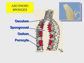 ASCONOID
SPONGES
Ostium
Spongocoel
Osculum
Porocyte
 