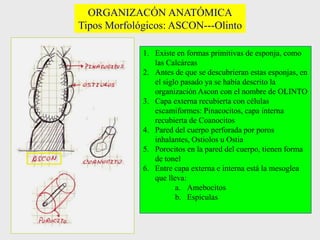 ORGANIZACÓN ANATÓMICA
Tipos Morfológicos: ASCON---Olinto
1. Existe en formas primitivas de esponja, como
las Calcáreas
2. Antes de que se descubrieran estas esponjas, en
el siglo pasado ya se había descrito la
organización Ascon con el nombre de OLINTO
3. Capa externa recubierta con células
escamiformes: Pinacocitos, capa interna
recubierta de Coanocitos
4. Pared del cuerpo perforada por poros
inhalantes, Ostiolos u Ostia
5. Porocitos en la pared del cuerpo, tienen forma
de tonel
6. Entre capa externa e interna está la mesoglea
que lleva:
a. Amebocitos
b. Espículas
 