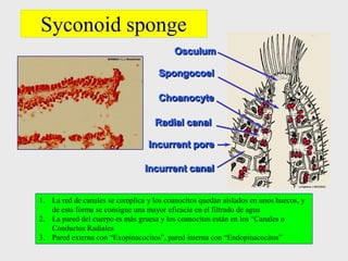 Syconoid sponge
Spongocoel
Osculum
Radial canal
Incurrent pore
Incurrent canal
Choanocyte
1. La red de canales se complica y los coanocitos quedan aislados en unos huecos, y
de esta forma se consigue una mayor eficacia en el filtrado de agua
2. La pared del cuerpo es más gruesa y los coanocitos están en los “Canales o
Conductos Radiales
3. Pared externa con “Exopinacocitos”, pared interna con “Endopinacocitos”
 