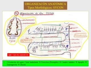 ORGANIZACÓN ANATÓMICA
Tipos Morfológicos: SYCON
1. Circulación del agua: Canal inahalante  Porocitos (Prosopilo)  Canales radiales  Apopilo 
Espongocele  Ósculo
Apo = lejos de, separado de:
 