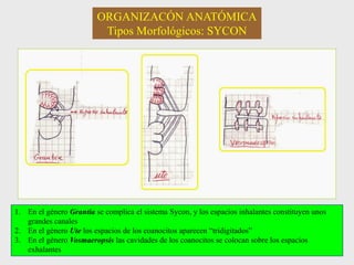 ORGANIZACÓN ANATÓMICA
Tipos Morfológicos: SYCON
1. En el género Grantia se complica el sistema Sycon, y los espacios inhalantes constituyen unos
grandes canales
2. En el género Ute los espacios de los coanocitos aparecen “tridigitados”
3. En el género Vosmaeropsis las cavidades de los coanocitos se colocan sobre los espacios
exhalantes
 