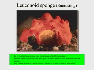 Leuconoid sponge (Encrusting)
1. La presentan las esponjas más complicadas, las Demosponjas
2. Pueden tener un solo ósculo, pero generalmente aparece una masa con muchos
ósculos
3. Los coanocitos están dentro de una cámara “Cestas o Cámaras Vibrátiles”
 