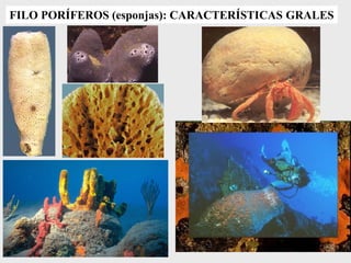 FILO PORÍFEROS (esponjas): CARACTERÍSTICAS GRALES
 