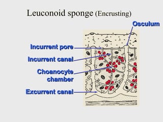 Choanocyte
chamber
Osculum
Incurrent canal
Excurrent canal
Incurrent pore
Leuconoid sponge (Encrusting)
 