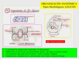 ORGANIZACÓN ANATÓMICA
Tipos Morfológicos: LEUCON
1. La presentan las esponjas más complicadas, las Demosponjas
2. Pueden tener un solo ósculo, pero generalmente aparece una masa con muchos ósculos
3. Los coanocitos están dentro de una cámara “Cestas o Cámaras Vibrátiles”
4. Exopinacocitos, endopinacocitos, canal prosodal, canal afodal, circulación del agua
Apo = lejos de, separado de:
 