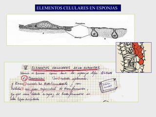 ELEMENTOS CELULARES EN ESPONJAS
 