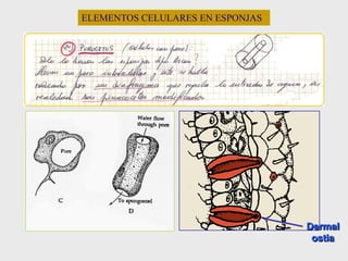 ELEMENTOS CELULARES EN ESPONJAS
Dermal
ostia
 