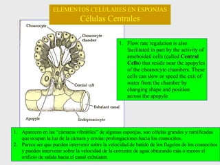 ELEMENTOS CELULARES EN ESPONJAS
Células Centrales
1. Flow rate regulation is also
facilitated in part by the activity of
ameboided cells (called Central
Cells) that reside near the apopyles
of the choanocyte chambers. These
cells can slow or speed the exit of
water from the chamber by
changing shape and position
across the apopyle
1. Aparecen en las “cámaras vibrátiles” de algunas esponjas, son células grandes y ramificadas
que ocupan la luz de la cámara y envían prolongaciones hacia los coanocitos.
2. Parece ser que pueden intervenir sobre la velocidad de batido de los flagelos de los coanocitos
y pueden intervenir sobre la velocidad de la corriente de agua obturando más o menos el
orificio de salida hacia el canal exhalante
 