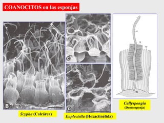 COANOCITOS en las esponjas
Scypha (Calcárea)
Callyspongia
(Demoesponja)
Euplectella (Hexactinélida)
 