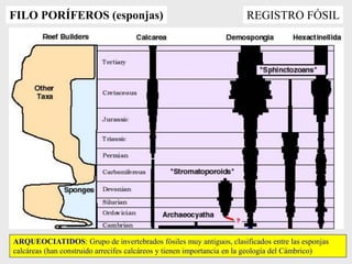 REGISTRO FÓSIL
FILO PORÍFEROS (esponjas)
ARQUEOCIATIDOS: Grupo de invertebrados fósiles muy antiguos, clasificados entre las esponjas
calcáreas (han construido arrecifes calcáreos y tienen importancia en la geología del Cámbrico)
 