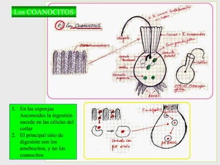 Los COANOCITOS
1. En las esponjas
Asconoides la ingestión
sucede en las células del
collar
2. El principal sitio de
digestión son los
amebocitos, y no los
coanocitos
 