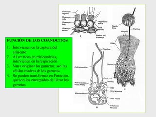 FUNCIÓN DE LOS COANOCITOS
1. Intervienen en la captura del
alimento
2. Al ser ricos en miticondrias,
intervienen en la respiración
3. Van a originar los gametos, son las
células madres de los gametos
4. Se pueden transformar en Forocitos,
que son los encargados de llevar los
gametos
 