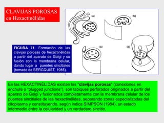 FIGURA 71. Formación de las
clavijas porosas de hexactinélidas
a partir del aparato de Golgi y su
fusión con la membrana celular,
dando lugar a puentes sincitiales
(tomado de BERGQUIST, 1985).
En las HEXACTINÉLIDAS existen las "clavijas porosas" (conexiones en
enchufe o “plugged junctions”), son tabiques perforados originados a partir del
aparato de Golgi y fusionados completamente con la membrana celular de los
puentes sincitiales de las hexactinélidas, separando zonas especializadas del
citoplasma y constituyendo, según indica SIMPSON (1984), un estado
intermedio entre la celularidad y un verdadero sincitio.
CLAVIJAS POROSAS
en Hexactinélidas
 