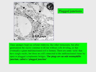 Glass sponges begin as cellular embryos, like other metazoans, but after
gastrulation the nuclei continue to divide without cells dividing, so that
eventually a giant multinucleated cell is formed. There are some „cells‟ that
have single nuclei, but these are still connected to the multinucleated tissue by
open or plugged cytoplasmic bridges. The plugs are an odd osmiophillic
junction, called a „plugged junction‟
Plugged junctions
 