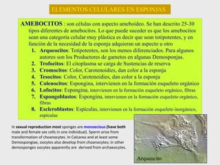 AMEBOCITOS : son células con aspecto ameboideo. Se han descrito 25-30
tipos diferentes de amebocitos. Lo que puede suceder es que los amebocitos
sean una categoría celular muy plástica es decir que sean totipotentes, y en
función de la necesidad de la esponja adquieran un aspecto u otro
1. Arqueocitos: Totipotentes, son los menos diferenciados. Para algunos
autores son los Productores de gametos en algunas Demosponjas.
2. Trofocitos: El citoplasma se carga de Sustencias de reserva
3. Cromocitos: Color, Carotenoidies, dan color a la esponja
4. Tesocitos: Color, Carotenoidies, dan color a la esponja
5. Colenocitos: Espongina, intervienen en la formación esqueleto orgánico
6. Lofocitos: Espongina, intervienen en la formación esqueleto orgánico, fibras
7. Espongoblastos: Espongina, intervienen en la formación esqueleto orgánico,
fibras
8. Escleroblastos: Espículas, intervienen en la formación esqueleto inorgánico,
espículas
ELEMENTOS CELULARES EN ESPONJAS
Arqueocito
In sexual reproduction most sponges are monoecious (have both
male and female sex cells in one individual). Sperm arise from
transformation of choanocytes. In Calcarea and at least some
Demospongiae, oocytes also develop from choanocytes; in other
demosponges oocytes apparently are derived from archaeocytes.
 